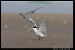 Greater Crested Tern �j���Y�P��