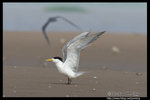 Greater Crested Tern �j���Y�P��