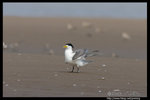 Greater Crested Tern �j���Y�P��