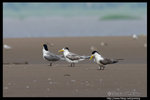 Greater Crested Tern �j���Y�P��