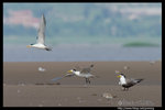 Greater Crested Tern �j���Y�P��