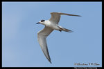 Whiskered Tern (Juv) Ž�B�� (����)