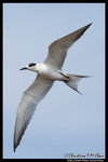 Whiskered Tern (Juv) Ž�B�� (����)