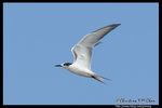 Whiskered Tern (Juv) Ž�B�� (����)