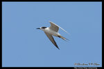 Whiskered Tern (Juv) Ž�B�� (����)