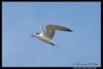 Whiskered Tern (Juv) Ž�B�� (����)