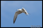 Whiskered Tern (Juv) Ž�B�� (����)