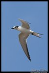 Whiskered Tern (Juv) Ž�B�� (����)