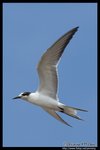 Whiskered Tern (Juv) Ž�B�� (����)
