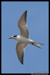 Whiskered Tern (Juv) Ž�B�� (����)