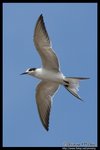 Whiskered Tern (Juv) Ž�B�� (����)