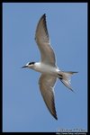 Whiskered Tern (Juv) Ž�B�� (����)