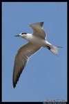Whiskered Tern (Juv) Ž�B�� (����)