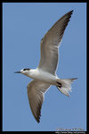 Whiskered Tern (Juv) Ž�B�� (����)