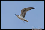 White-winged Tern (Juv) �կͯB�� (����)