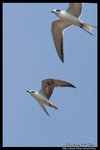 White-winged Tern (Juv) �կͯB�� (����)