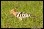Hoopoe ����