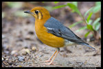 Orange-headed Thrush ���Y�a��