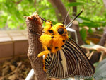 
�ճʧ˽�