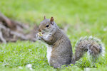
Grey Squirrel �ǪQ��