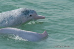 ���إծ��b Chinese White Dolphin