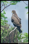 Steppe Eagle (Juv) �����