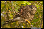 Kestrel ���G
