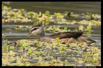 Cotton Pygmy-goose ���� 