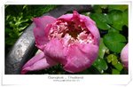 200606-BKK010