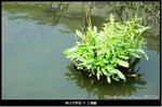 �̤s�媫�|13