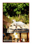 dsc00755_800 copy